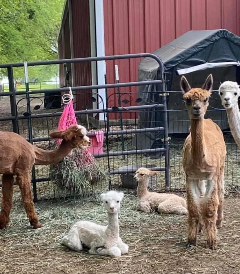 Alpaca Dryer Balls {Pack of Three}